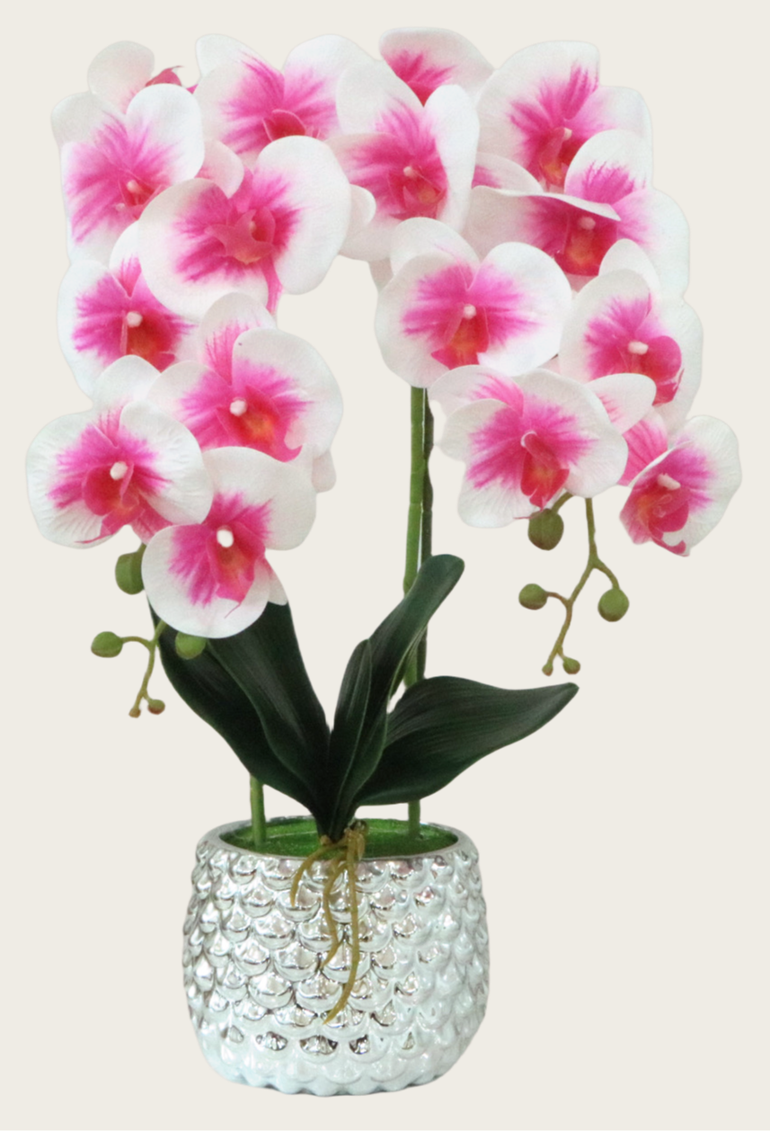 Ethereal Phalaenopsis Orchid