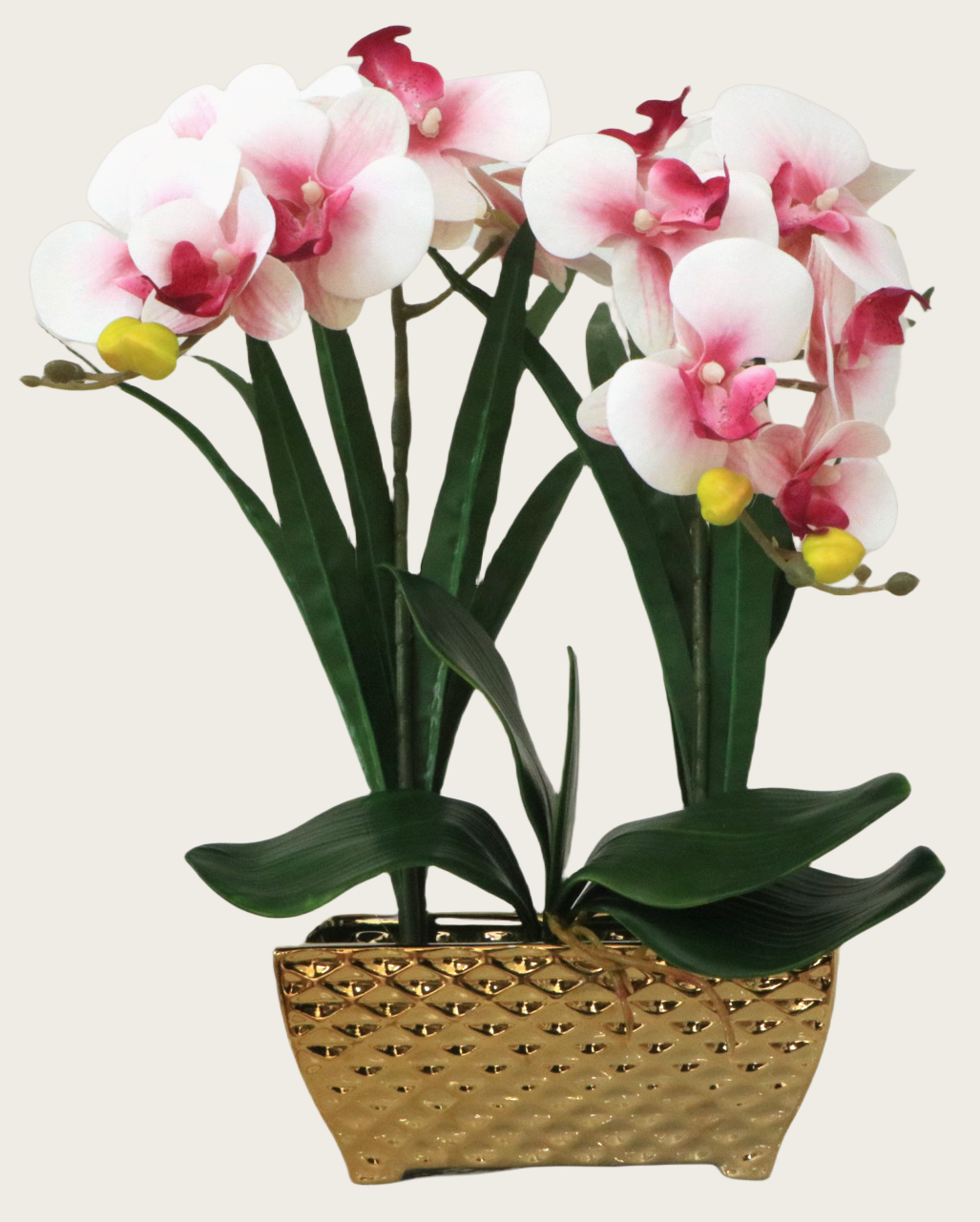 Phalaenopsis Orchid