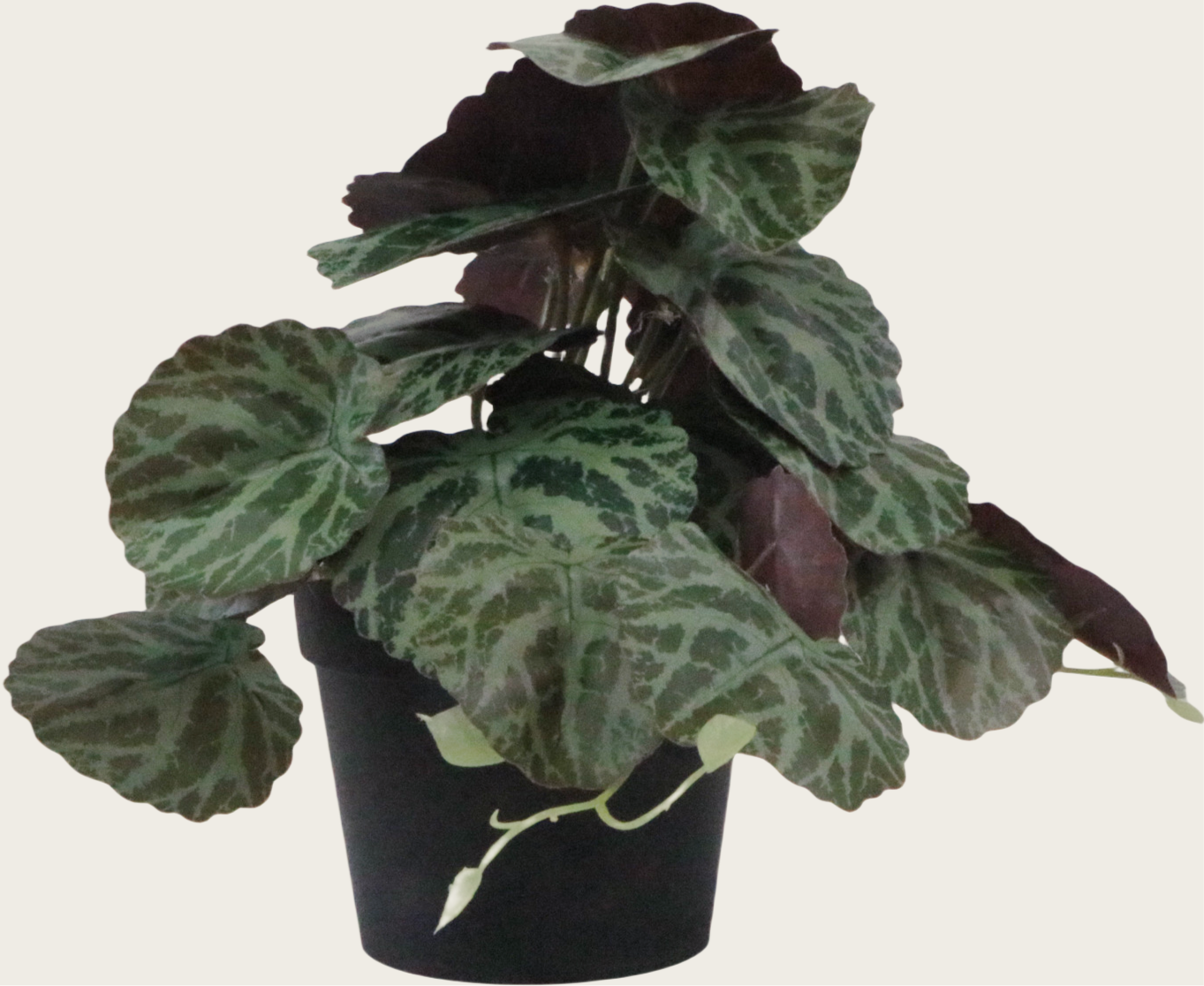 spiral house plant Exotic Spiral Leaf Houseplant – Home Republic