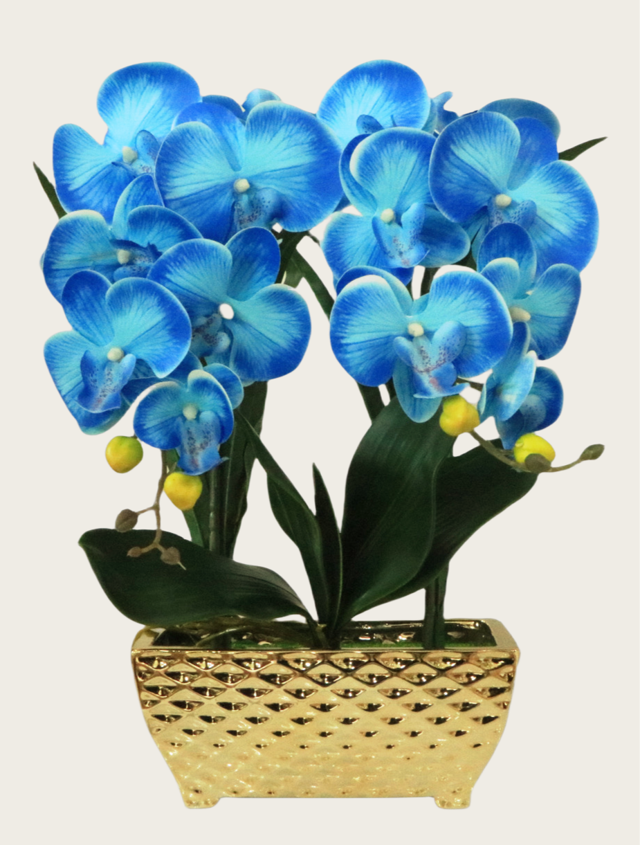 Phalaenopsis Orchid
