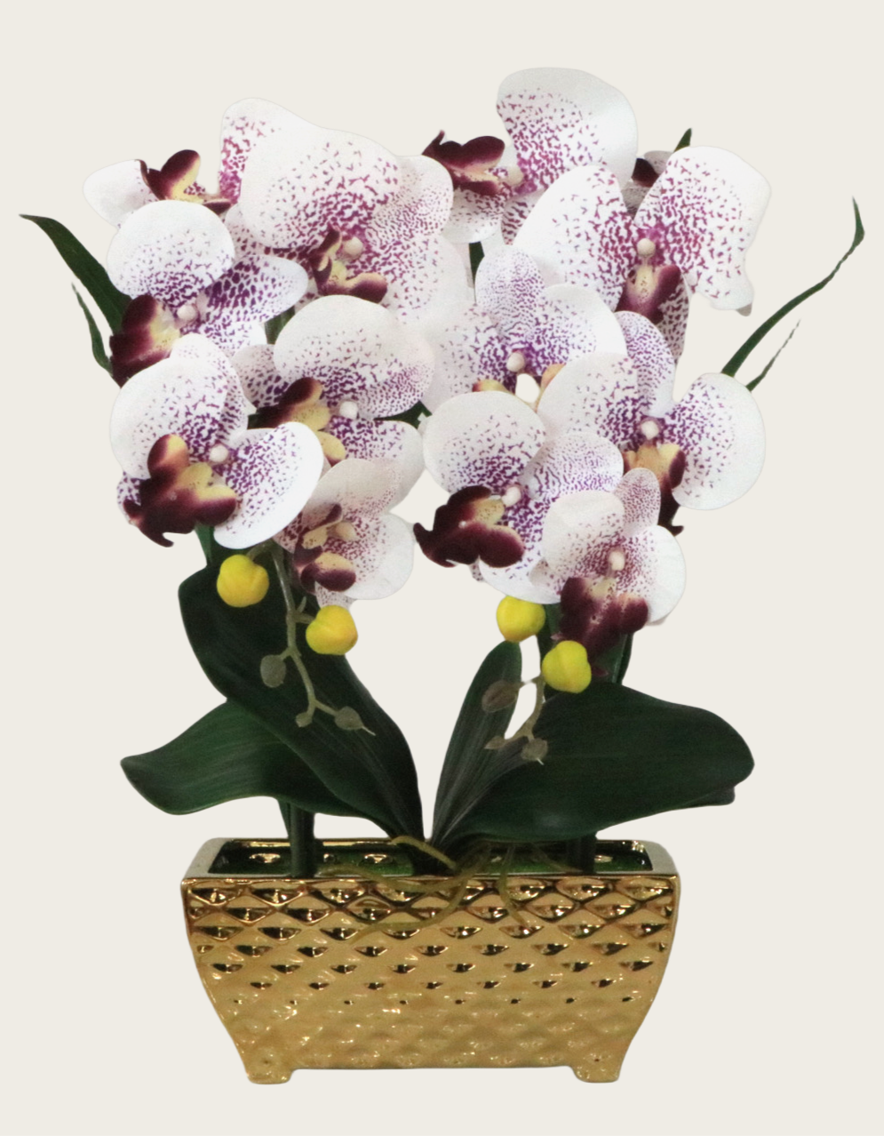 Phalaenopsis Orchid