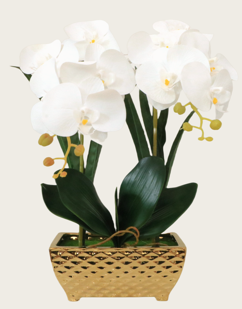 Phalaenopsis Orchid